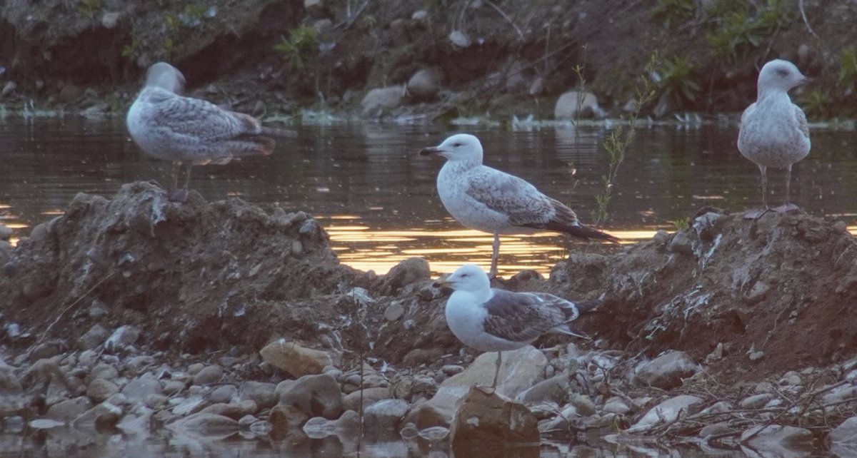 steclifton1's tweet photo. Here are the other 4 birds: all 2cy except for the 3cy with green ring (which was sadly unreadable). The yellow-ringed bird was P5RY (I think🤞) but haven't sent it in yet @nybirdnews https://t.co/5XBIp9OJed