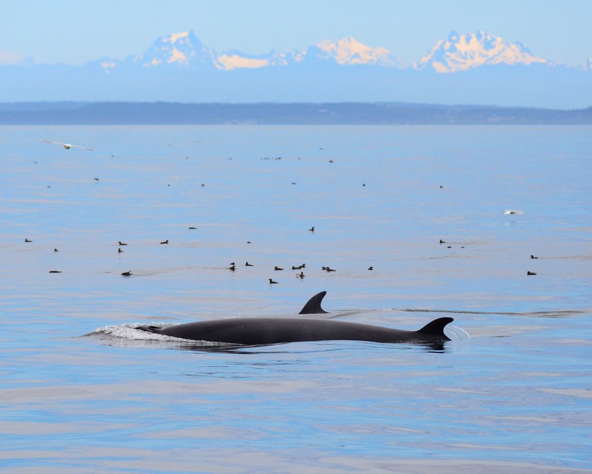 ThePWWA's tweet photo. Minke May 2026 has come to a close. We hope you’ve enjoyed getting to know these mystical mysticetes a bit better. We’ll end by sharing a great shot of not one, but *two* beautiful minke whales swimming side-by-side in the Salish Sea.

📷: Matt Stolmeier, Outer Island Excursions https://t.co/cZmQPWjQzr