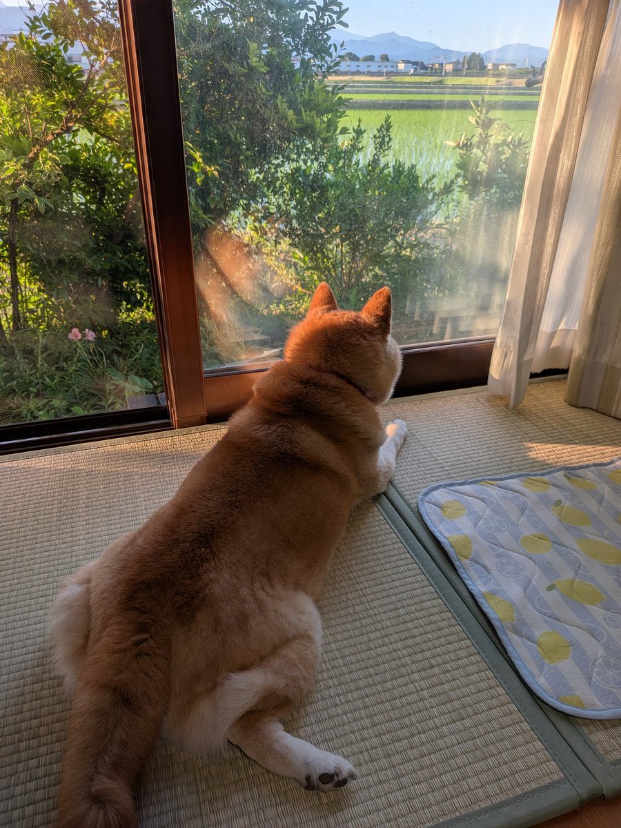 207rally's tweet photo. おはようございます
快晴の朝です🐶
昨晩は暑くてエアコン動かしてしまったが朝は涼しくていい
今日は月曜日
今週も色々と難しい事がありそうだがなんとか頑張ろう https://t.co/8FpXDGa8Xl