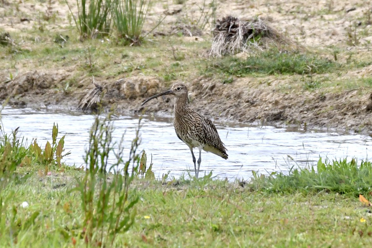 dicksonjulie1's tweet photo. Wonderful to see Curlews @RSPBotmoor @Natures_Voice RSPB Otmoor near Oxford today. https://t.co/OTXA1EEUAS