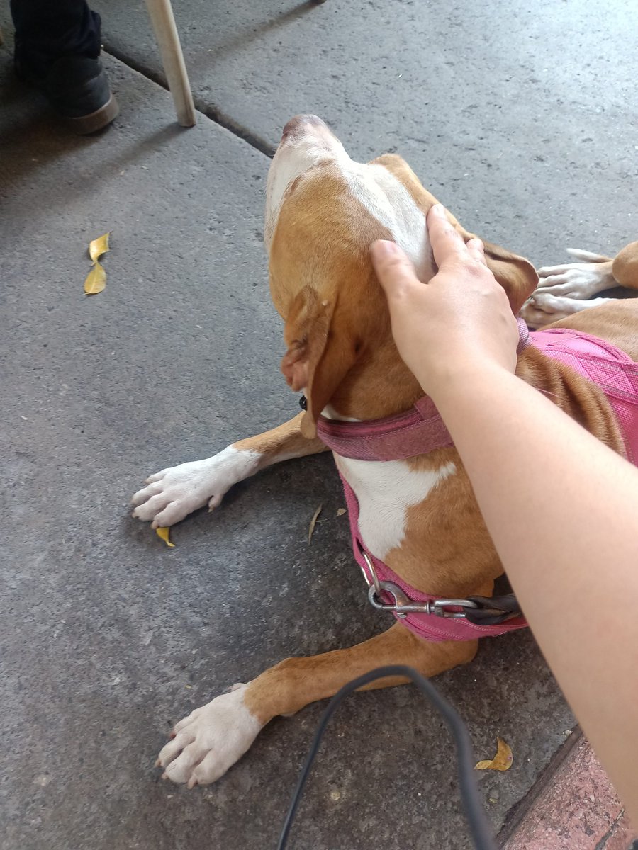 cappukeeki's tweet photo. Domingo de hacer amigos perritos. https://t.co/zPIvq2DmOD
