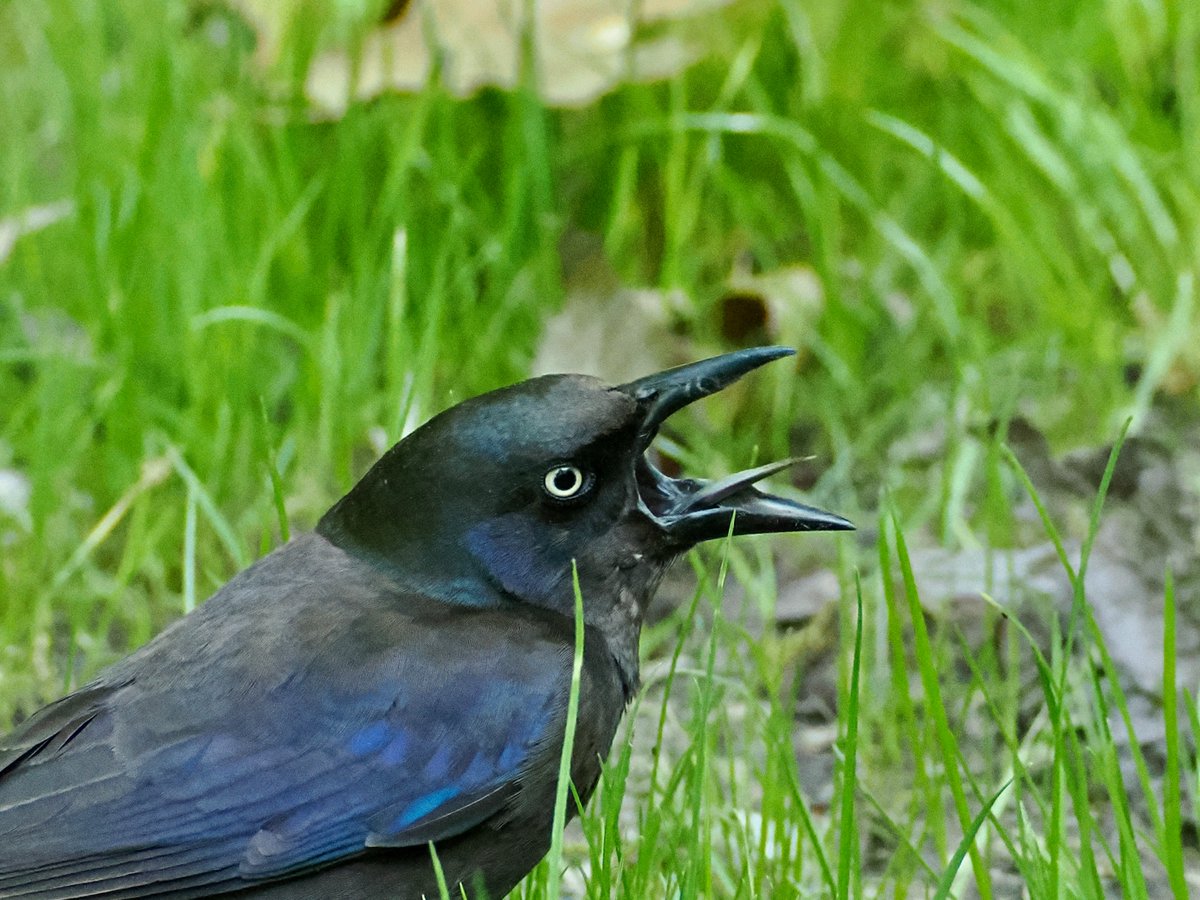 mawgdn's tweet photo. Common #Grackle for #TongueOutTuesday #birdwatching Clove Lakes Park 05/20/26 https://t.co/nfIa8ELxlH