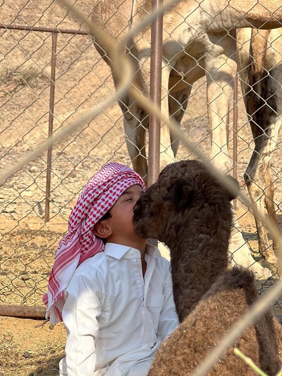 aseelswaid9's tweet photo. Children and Camels https://t.co/GlGND3IdqT
