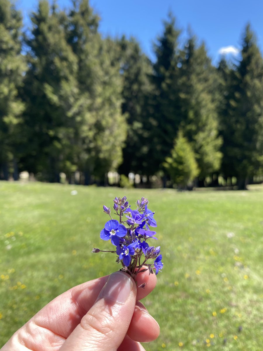 1aseyy's tweet photo. yayla güncesi 🍃 https://t.co/hlBJ3aKVTC
