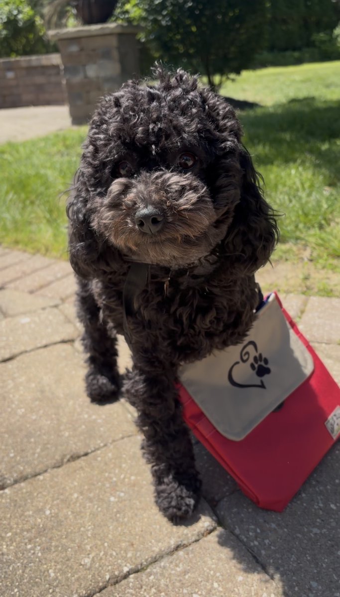 WoofPackTrails's tweet photo. It's WoofPack Wednesday!

WoofPack Pack member Gracie loves hitting the trail with the right gear. WoofPack keeps essentials organized and features an antimicrobial compartment for used waste bags.
Ready to upgrade your walks? Get your WoofPack today at https://t.co/DUtXrVQ44t https://t.co/7Y37iQHor8