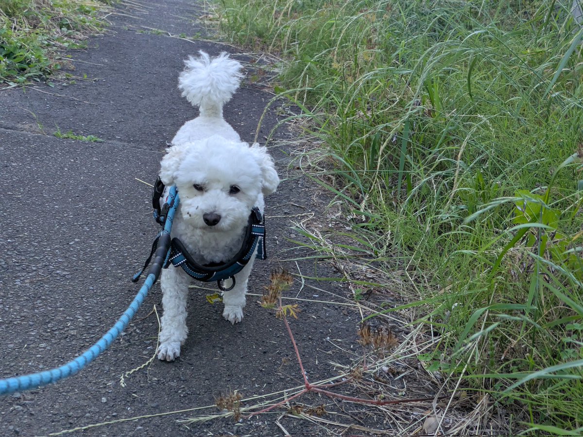 dog9883's tweet photo. おはようございます☀
#やった君
#マルプー https://t.co/CVPhv3aqjo