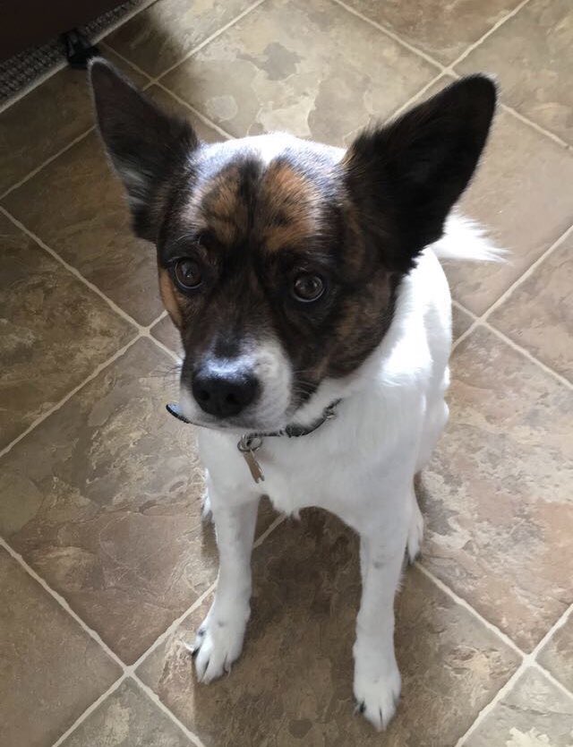 ohsweetsky's tweet photo. my sweet baby boy, snipe, has passed away almost an hour ago. i don't think i will be the same without him ever again. i love him dearly and i will always carry him in my heart. https://t.co/ByGDTrtbyt