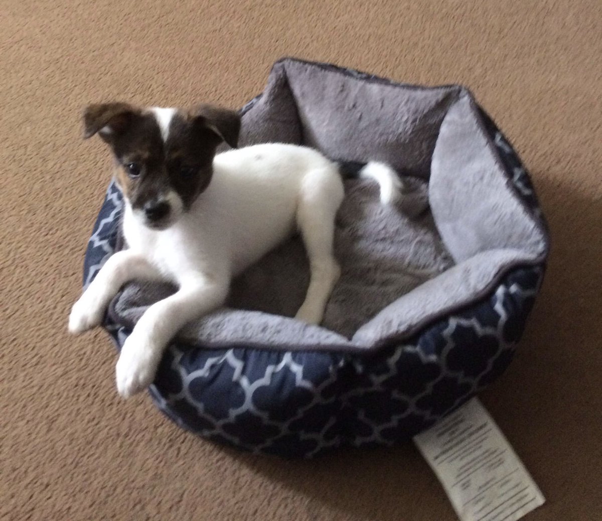 ohsweetsky's tweet photo. my sweet baby boy, snipe, has passed away almost an hour ago. i don't think i will be the same without him ever again. i love him dearly and i will always carry him in my heart. https://t.co/ByGDTrtbyt