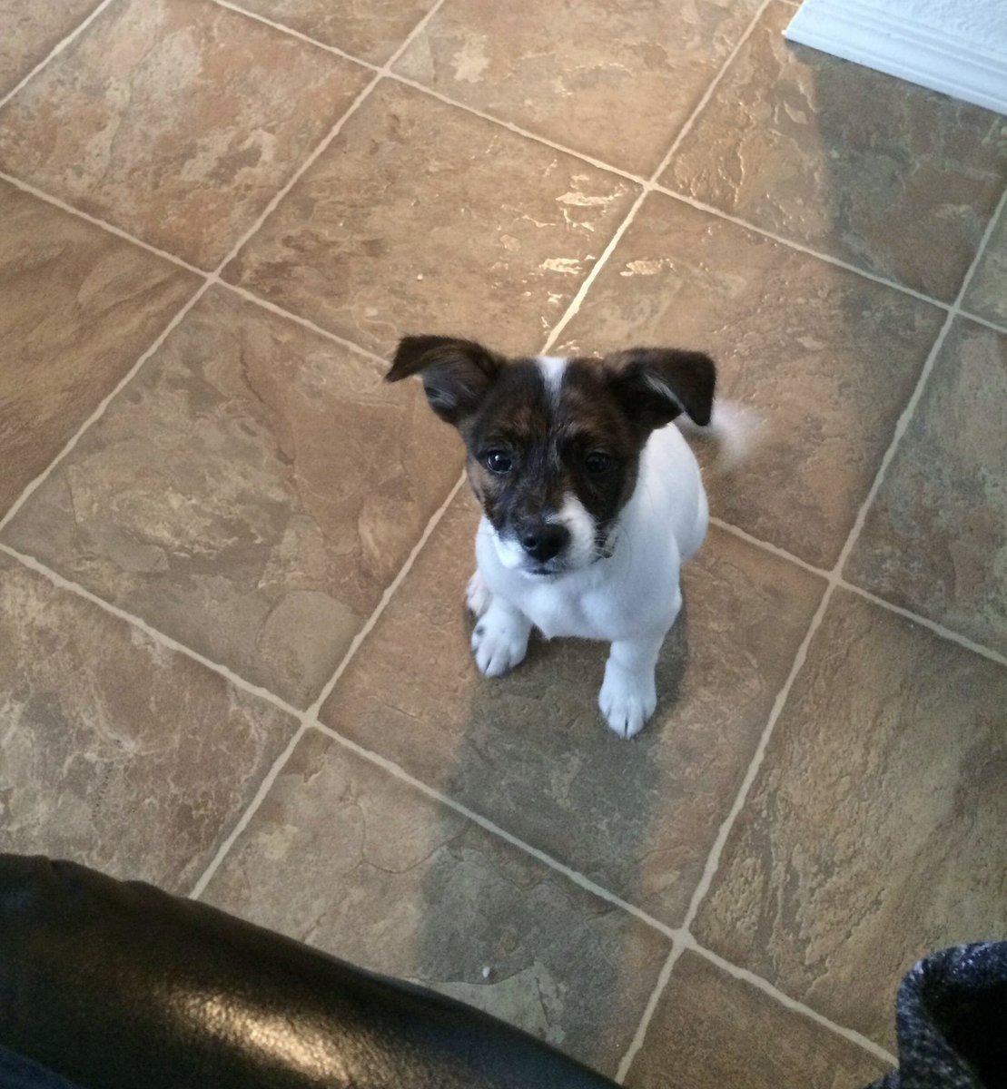 ohsweetsky's tweet photo. my sweet baby boy, snipe, has passed away almost an hour ago. i don't think i will be the same without him ever again. i love him dearly and i will always carry him in my heart. https://t.co/ByGDTrtbyt