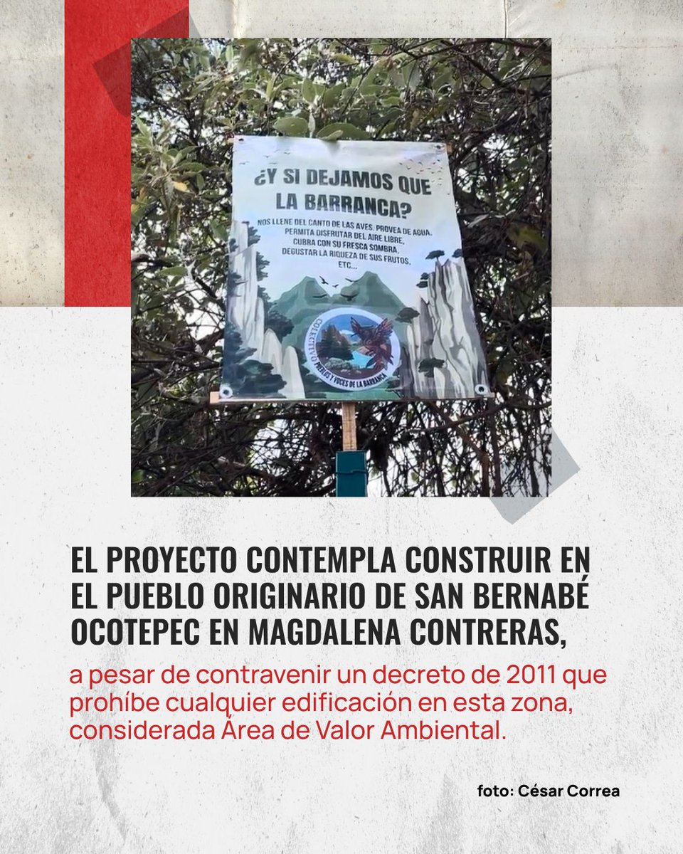 Animal Político tweet media