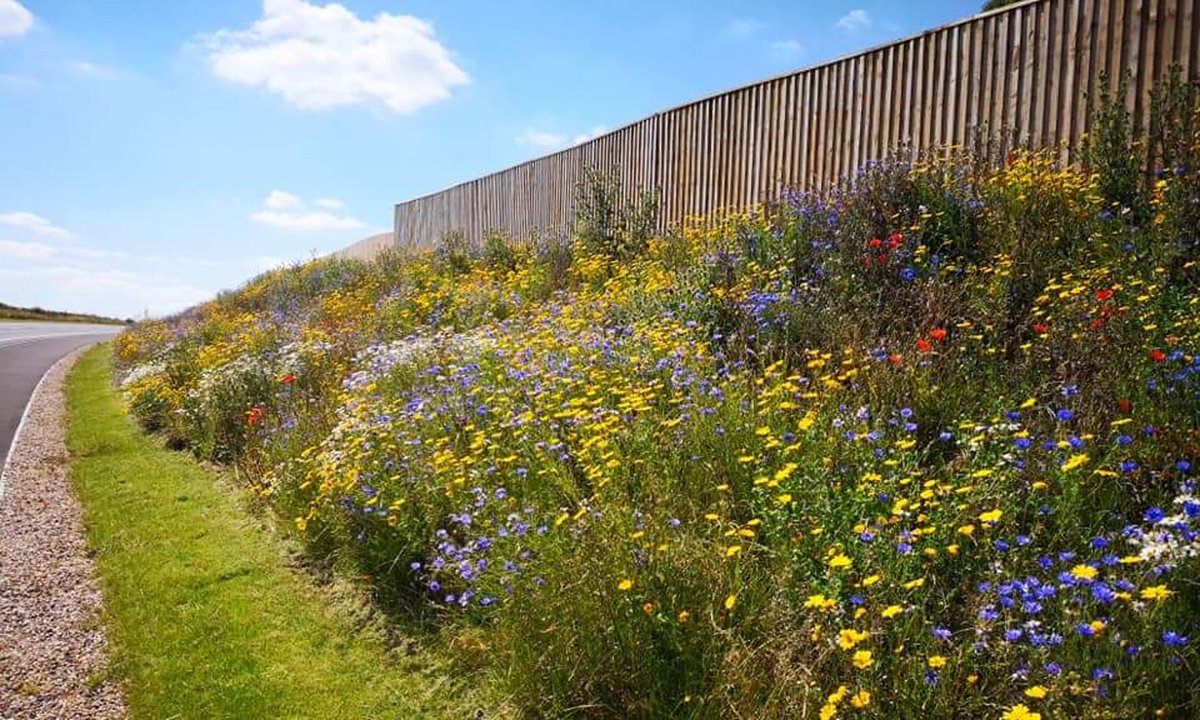 alejandrocsome's tweet photo. En algunas ciudades se comenzo a plantar vegetacion nativa que atraen abejas, insectos beneficiosos, algunas aves y reducen asi el costo de mantenimiento del "pasto". Ademas claro que embellece los caminos y reduce contaminacion.

Imaginate rutas y autopistas asi. https://t.co/ZcfggJ1Wc3