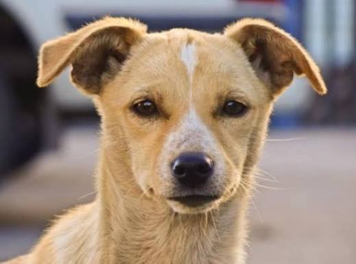 RealFutbolCL's tweet photo. 🇨🇱 HOY puedes entrar en Andes en el Partido de Palestino vs Audax Italiano (20:00) SOLO llevando 5KG de alimentos para perrito.

🐶 Iniciativa del tino por el 28 de mayo, día del perro sin raza en Chile https://t.co/boa3R9ulSI
