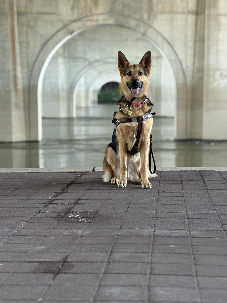 fidelco's tweet photo. You can become a member of Fidelco’s Vision Society by pledging to make a legacy gift. You will be making a lasting and meaningful difference helping guarantee Fidelco’s long-term sustainability. Learn more information about Fidelco’s Vision Society at https://t.co/QLNmbZtdd1 https://t.co/4fP5jSs44Y