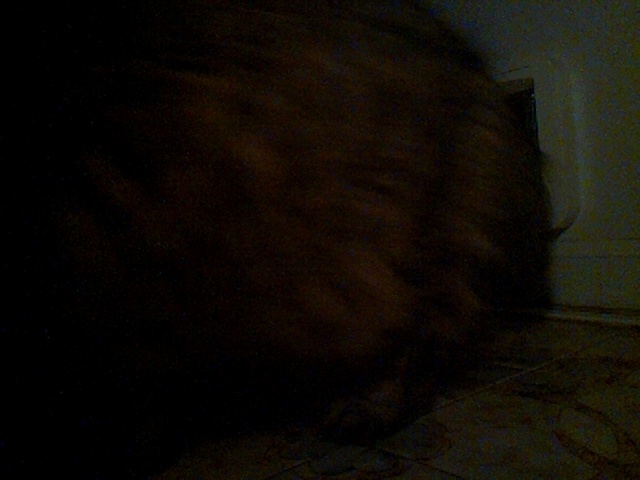 boosimba's tweet photo. Good evening cat of mystery!

Catmonic (using LandingLens ConvNext-[29M]) says the likelihood is 98.7%

Auto-tweet from catmon2: 2026-05-31_223224.jpg https://t.co/ch35kdcn7e