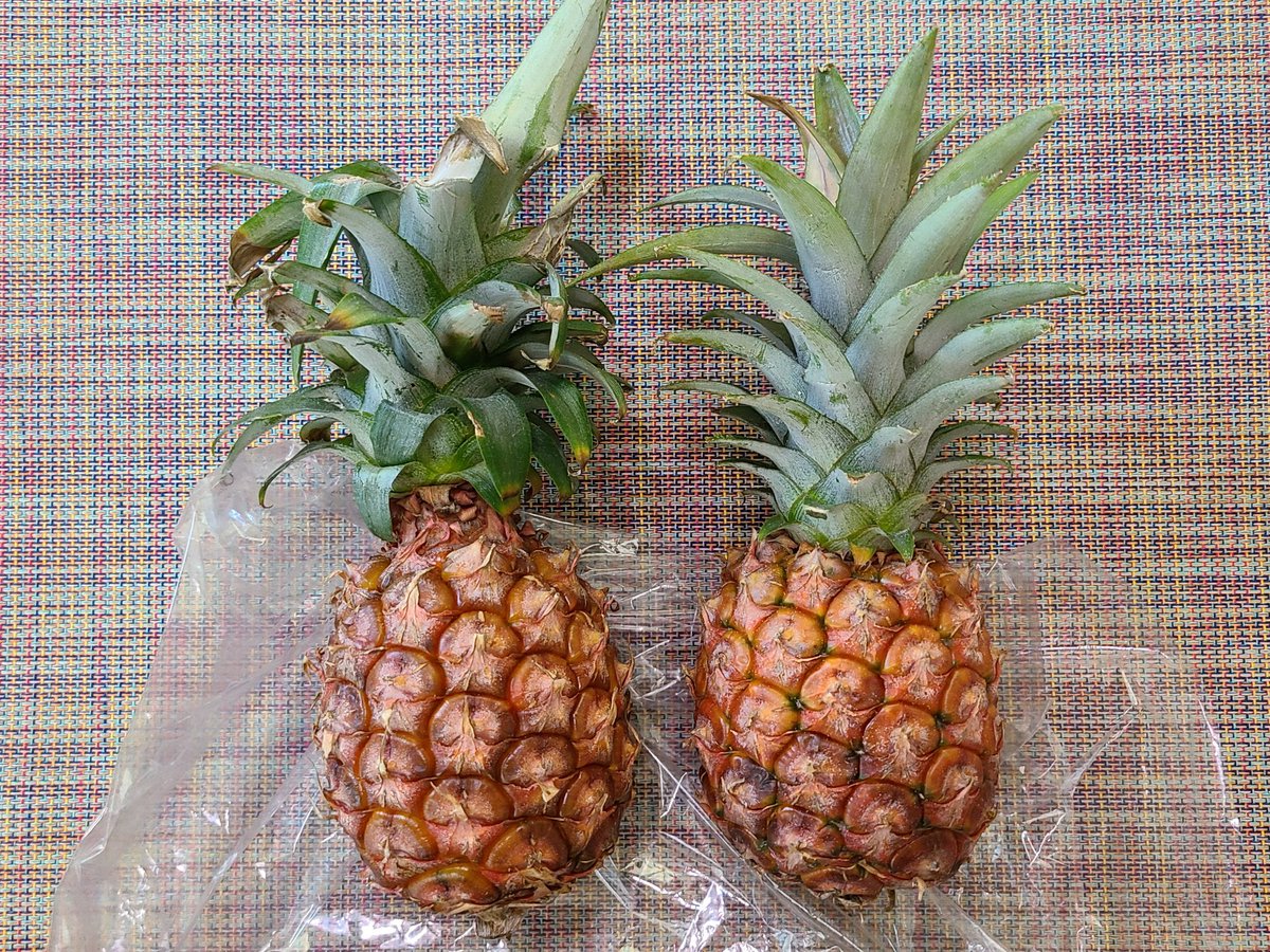 DARUSpotty's tweet photo. #島バナナ（260円激安！！！）
#ピーチパイン（大1000円、小2個で500円）

じゃしちぬなーかんかい、いっぺーかりゆし香りやんどー。
（家中が超幸せな香り🍍🍌）

#沖縄語 #うちなーぐち #島くとぅば #台風6号 https://t.co/7N7x8GkGwm