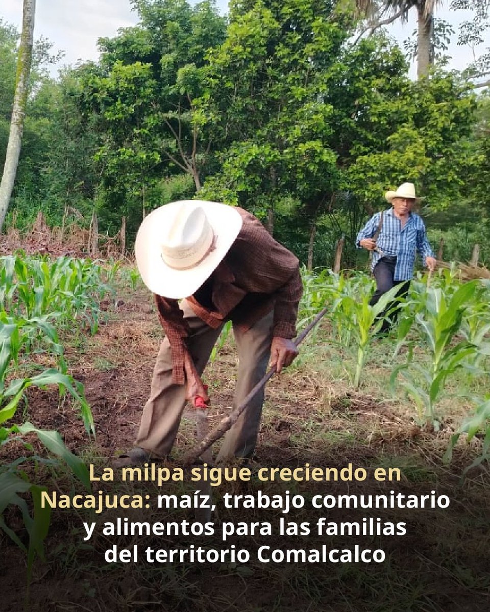 semvidamx's tweet photo. En la Ruta 17 Nacajuca, Territorio Comalcalco, sembradoras y sembradores fortalecen las milpas comunitarias junto a pueblos originarios. Preservan saberes ancestrales, fortalecen la soberanía alimentaria y cuidan la biodiversidad. https://t.co/3YWR6APEPP
