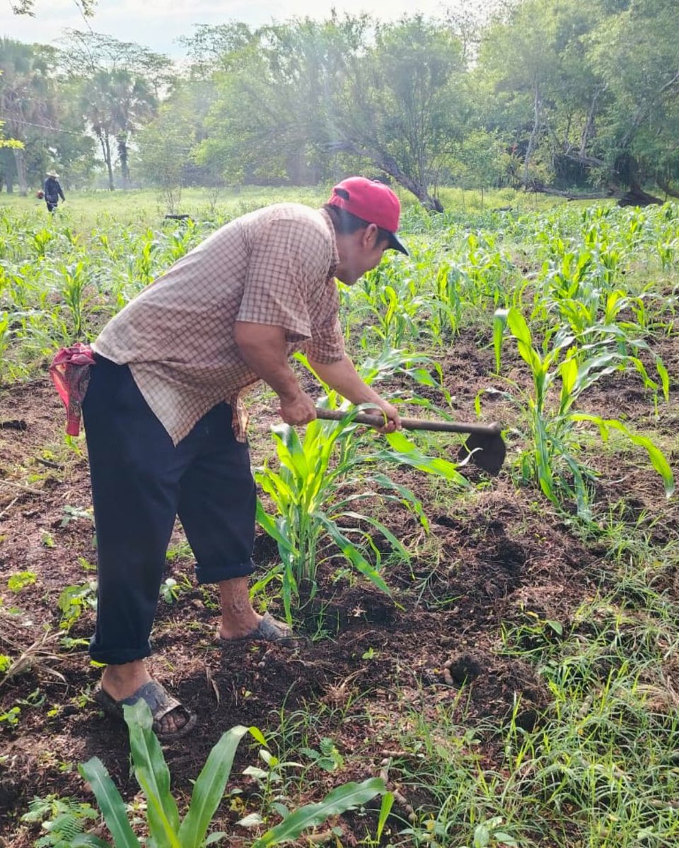 semvidamx's tweet photo. En la Ruta 17 Nacajuca, Territorio Comalcalco, sembradoras y sembradores fortalecen las milpas comunitarias junto a pueblos originarios. Preservan saberes ancestrales, fortalecen la soberanía alimentaria y cuidan la biodiversidad. https://t.co/3YWR6APEPP