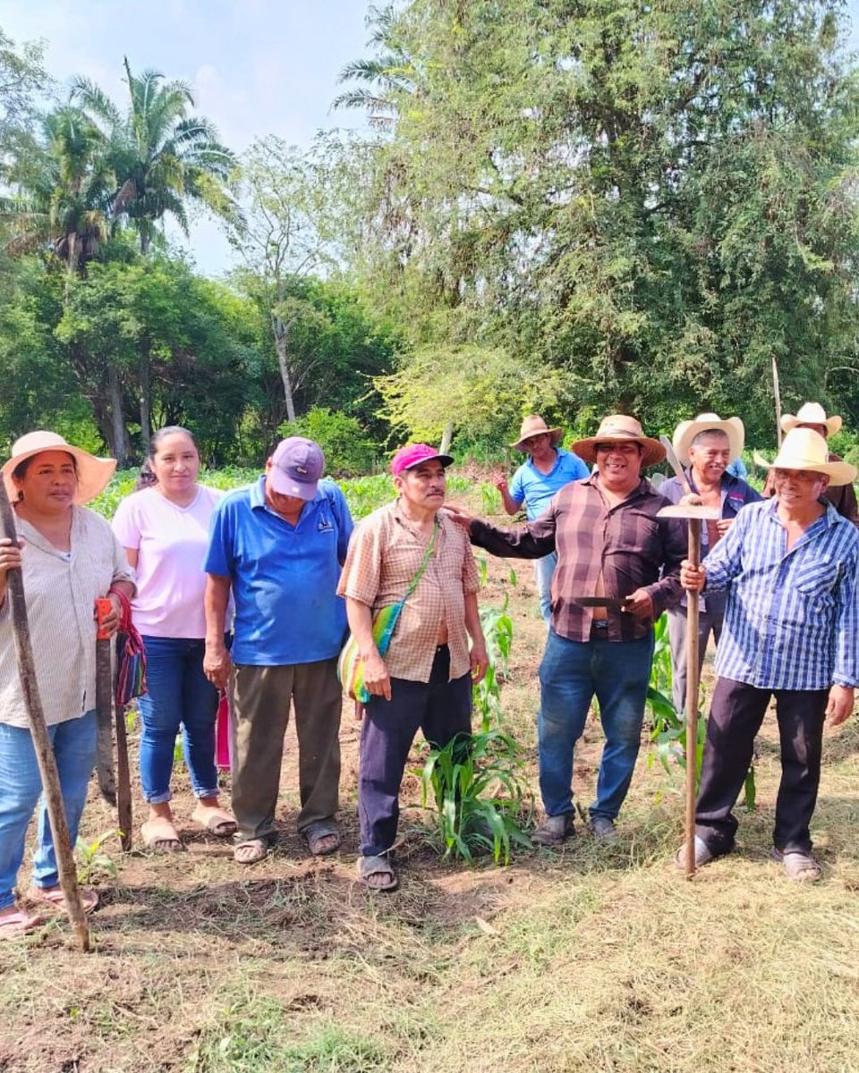 semvidamx's tweet photo. En la Ruta 17 Nacajuca, Territorio Comalcalco, sembradoras y sembradores fortalecen las milpas comunitarias junto a pueblos originarios. Preservan saberes ancestrales, fortalecen la soberanía alimentaria y cuidan la biodiversidad. https://t.co/3YWR6APEPP