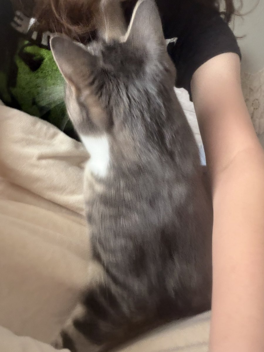 lightscigg's tweet photo. arm bc with kittyyy https://t.co/gloUR7rrha