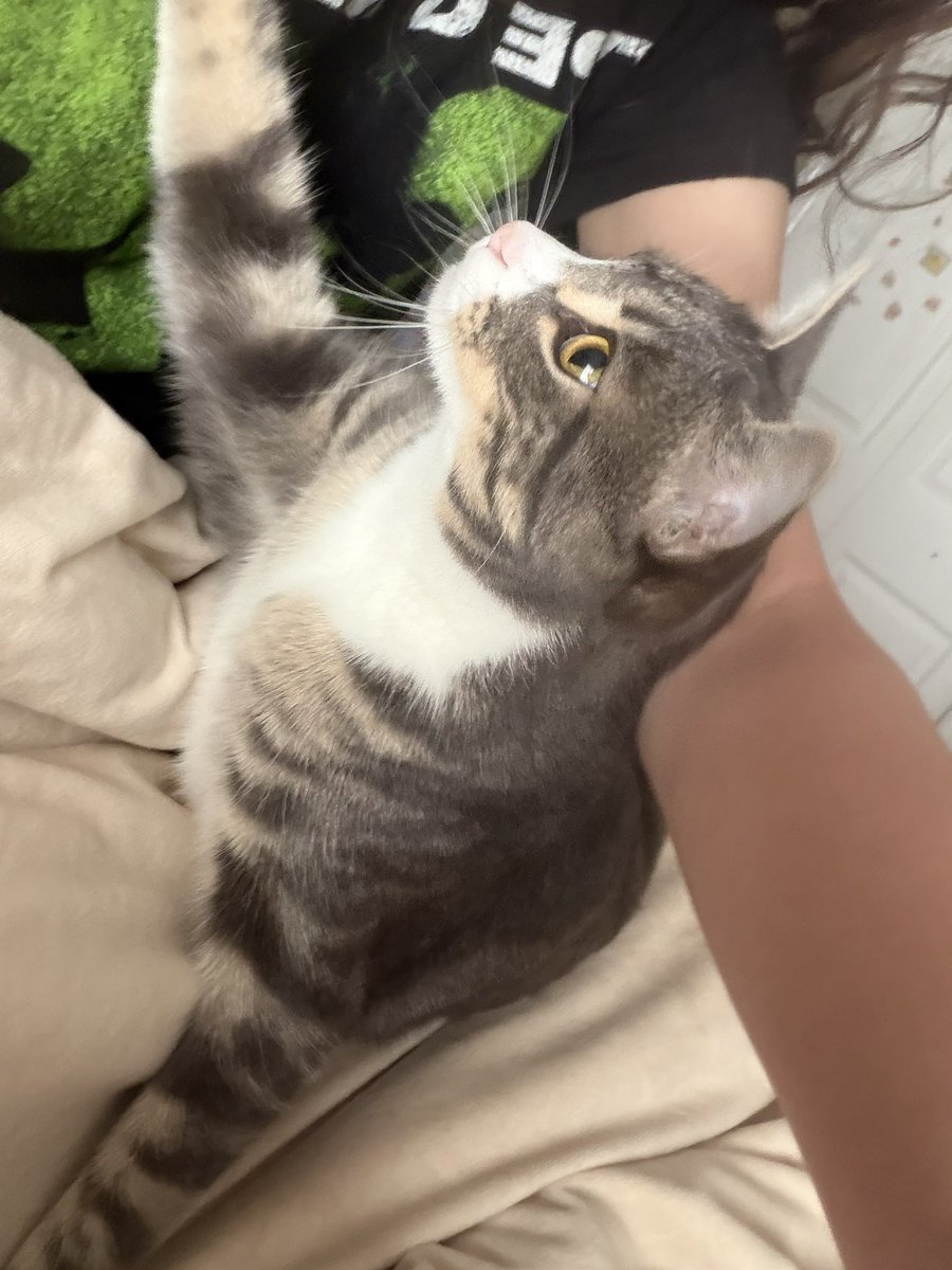 lightscigg's tweet photo. arm bc with kittyyy https://t.co/gloUR7rrha
