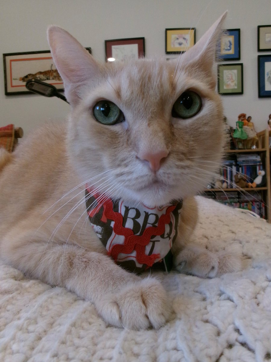 TravisTabbyCat's tweet photo. #sundayselfie time! https://t.co/G27G7uhrjc https://t.co/gCAH5yxgAf