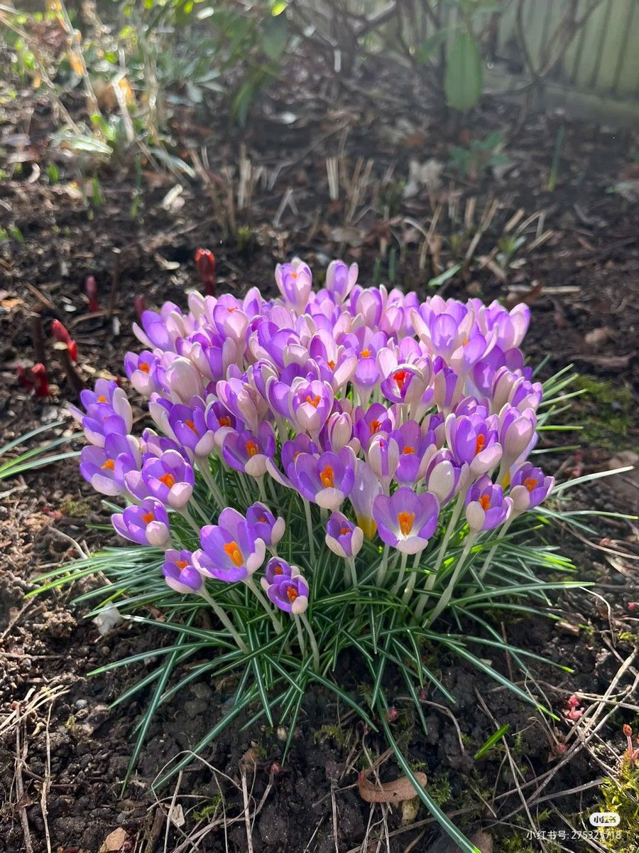 greenvibe's tweet photo. Spring begins quietly with tiny purple crocuses. https://t.co/I3Ai2enHey