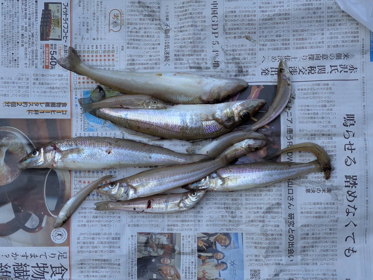 gobygorou's tweet photo. 午前の部おしまい
満足のキス釣りでした😁 https://t.co/wXHt7j8dvg