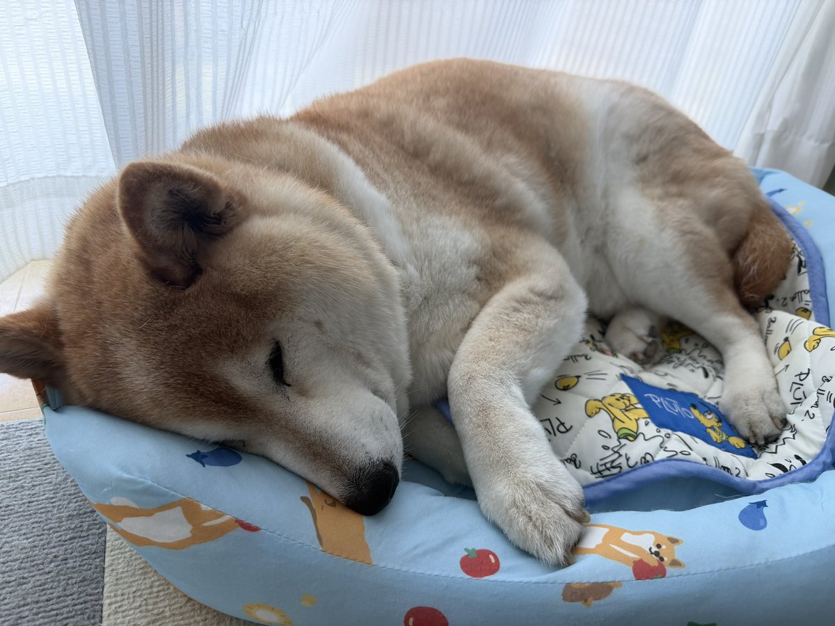 tuckn7's tweet photo. おはようございます。
今週も頑張りましょう😊
#柴犬
#柴犬がいる暮らし
#犬好きさんと繋がりたい https://t.co/IXFbZT8Iod
