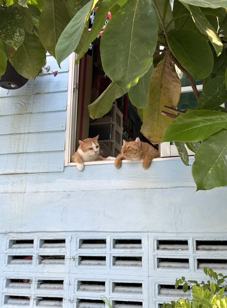 tmszhjh88's tweet photo. They lie on the window every day and look at the scenery https://t.co/PCAHhbweTk