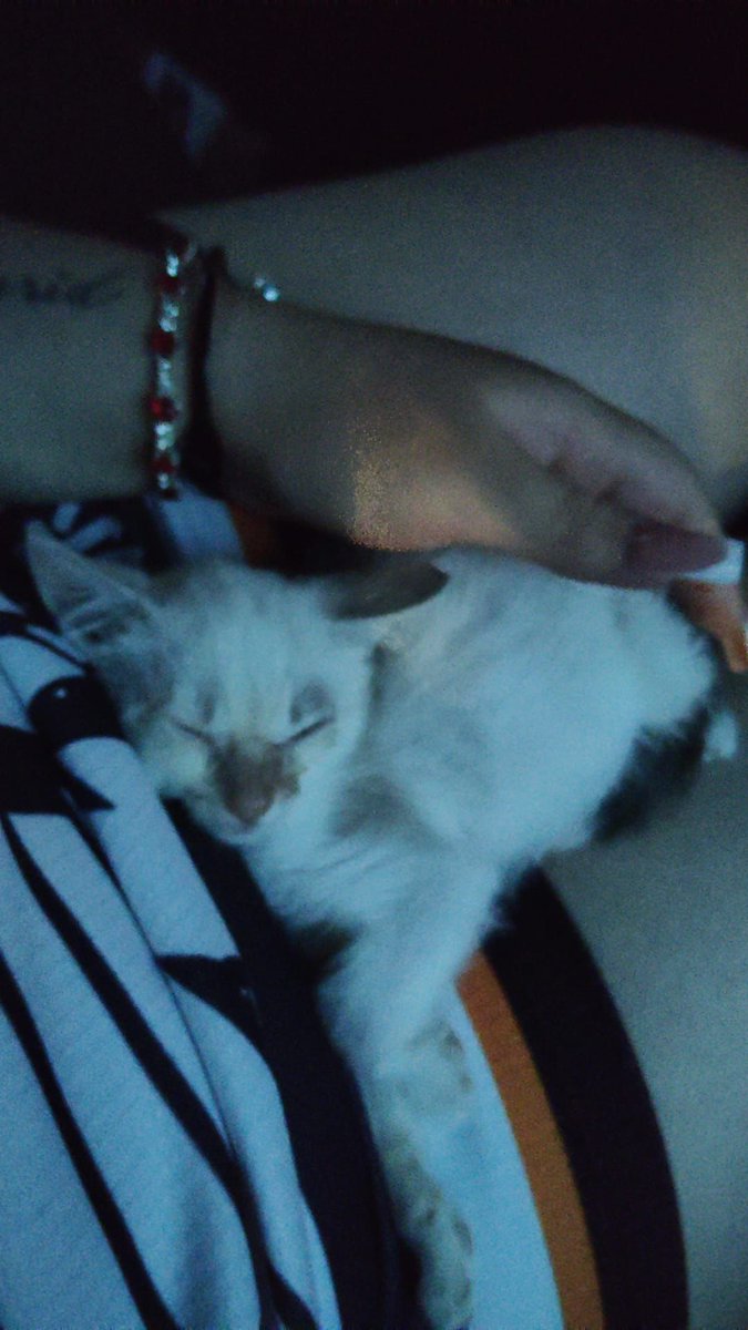 Neinei_art's tweet photo. Chicos,

Os cuento un cuento.. bueno, varios cuentos. Aún no nos queda claro cual es el real.

A mis compis Vane y Sara (las adoptantes maravillosas de Nino y Nico) se les presentó una loca en casa a la que no conocían de nada ofreciendo gatos. 

Primero uno, luego dos, luego tres, después solo uno.
Al principio la historia es que la madre había muerto y los habían subido a biberón y que los iban a matar porque están en un campo.

¿O sea los suben a biberón y luego los matan? Nada tiene sentido. Hemos intentado por activa y pasiva que nos den a todos los que tenga pero solo les ha dado una. Aunque dijo que en unos días traería a otra camada...

Esto no se va a quedar así. Voy a investigar quién coño es esta tía y que mierdas hace repartiendo gatos de un mes a puerta fría.

Pero ahora mismo solo tenemos a Lupe.

A pesar de que Vane y Sara ya tienen a SEIS gatos en la familia... No han podido mirar a otro lado y le han acomodado una habitación. En un tiempo le buscaremos adopción ahora es MUY pequeña. Debería seguir con la madre.

Os quiero pedir ayuda porque necesita algunas cosas para la acogida.

Si le podéis enviar algo a Lupe os estaríamos muuuy agradecidas🙏🏻 os seguimos informando ♥️

https://t.co/DXwASHVp3O

Si queréis seguir su historia en el perfil de @nesspendragon ♥️♥️
