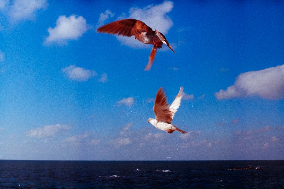 WizardHowl__'s tweet photo. 35mm film https://t.co/FZ2UzwEGSI