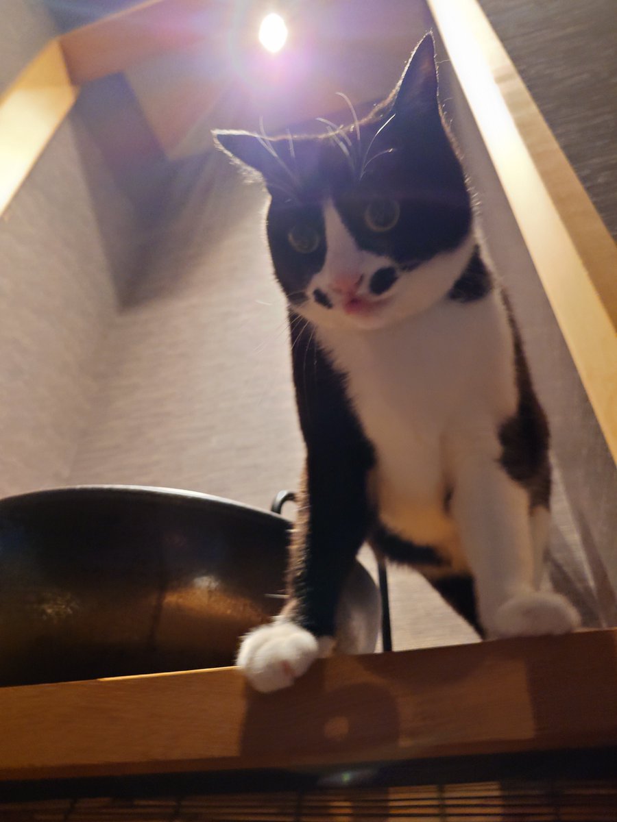 6/1☀おっはんにゃーん🐈‍⬛✨🐈🐾 6月もよろしくお願いしますッ✨