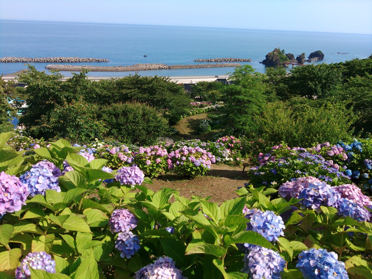 文秋 tweet media
