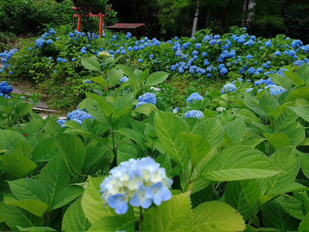 文秋 tweet media