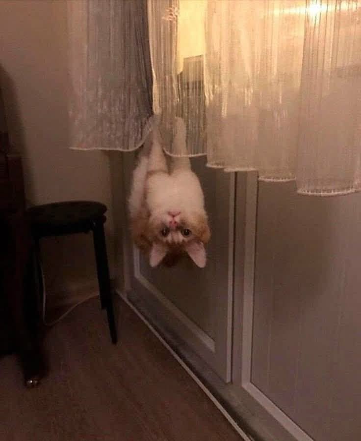 SlenderSherbet's tweet photo. "I don't tell you how to live your life, Janice" https://t.co/W4pfQSfgRR