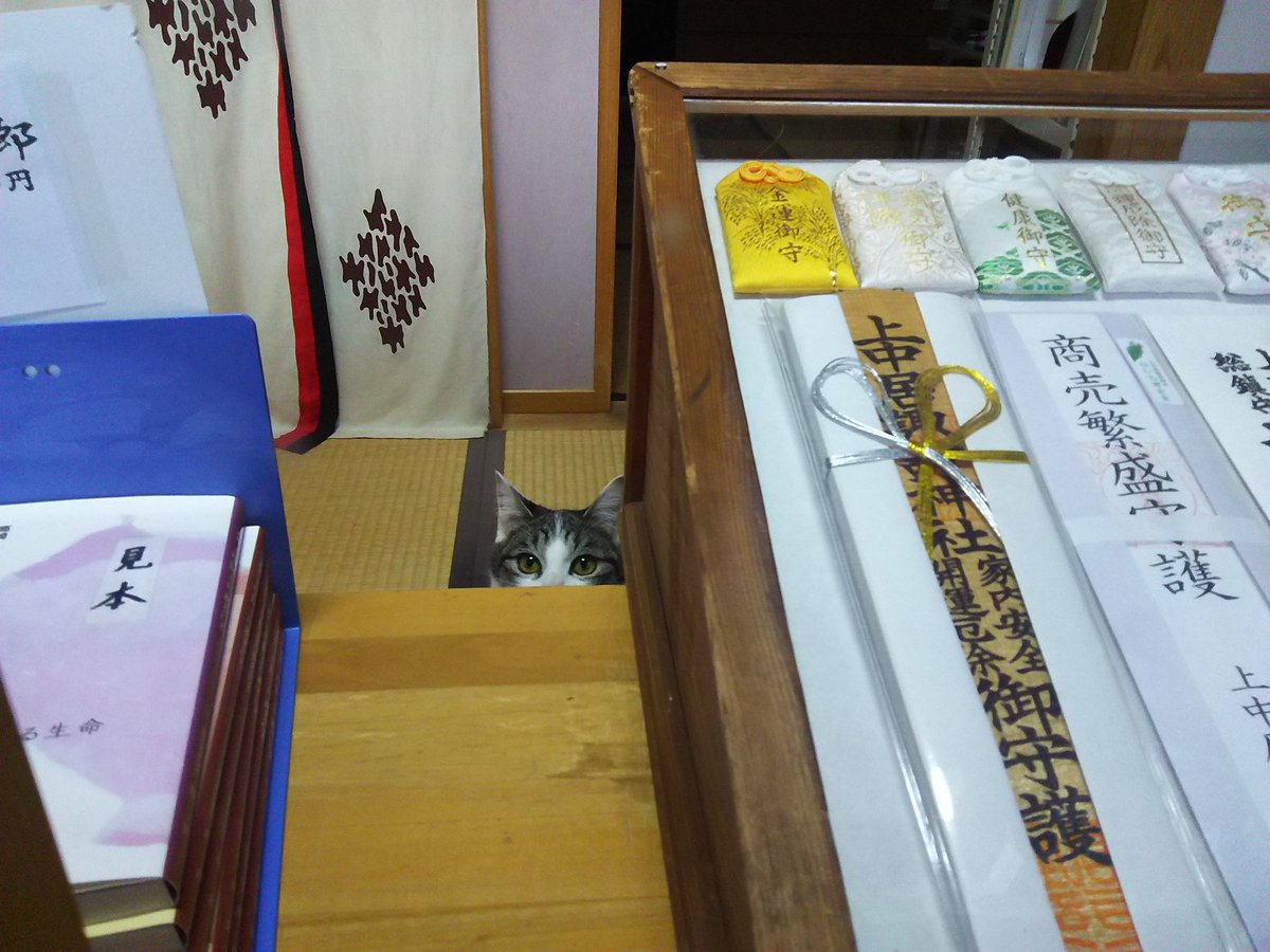 次七 tweet media