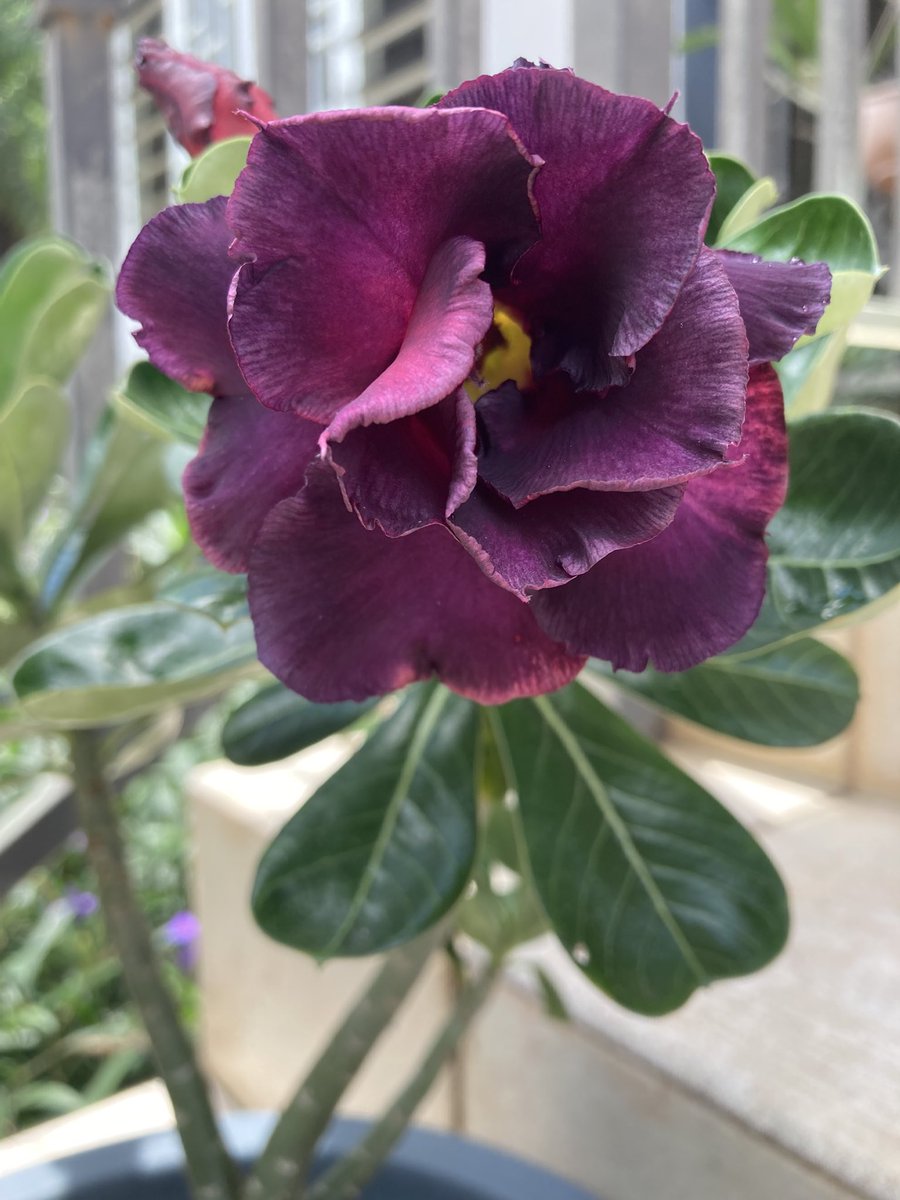 GuaybanaJota's tweet photo. Buenas tardes 🌞😃 Amiguita @CWanderpool Rosa del Desierto de la Inmortalidad  
Adenium obesum https://t.co/QRfQ5pv9ST