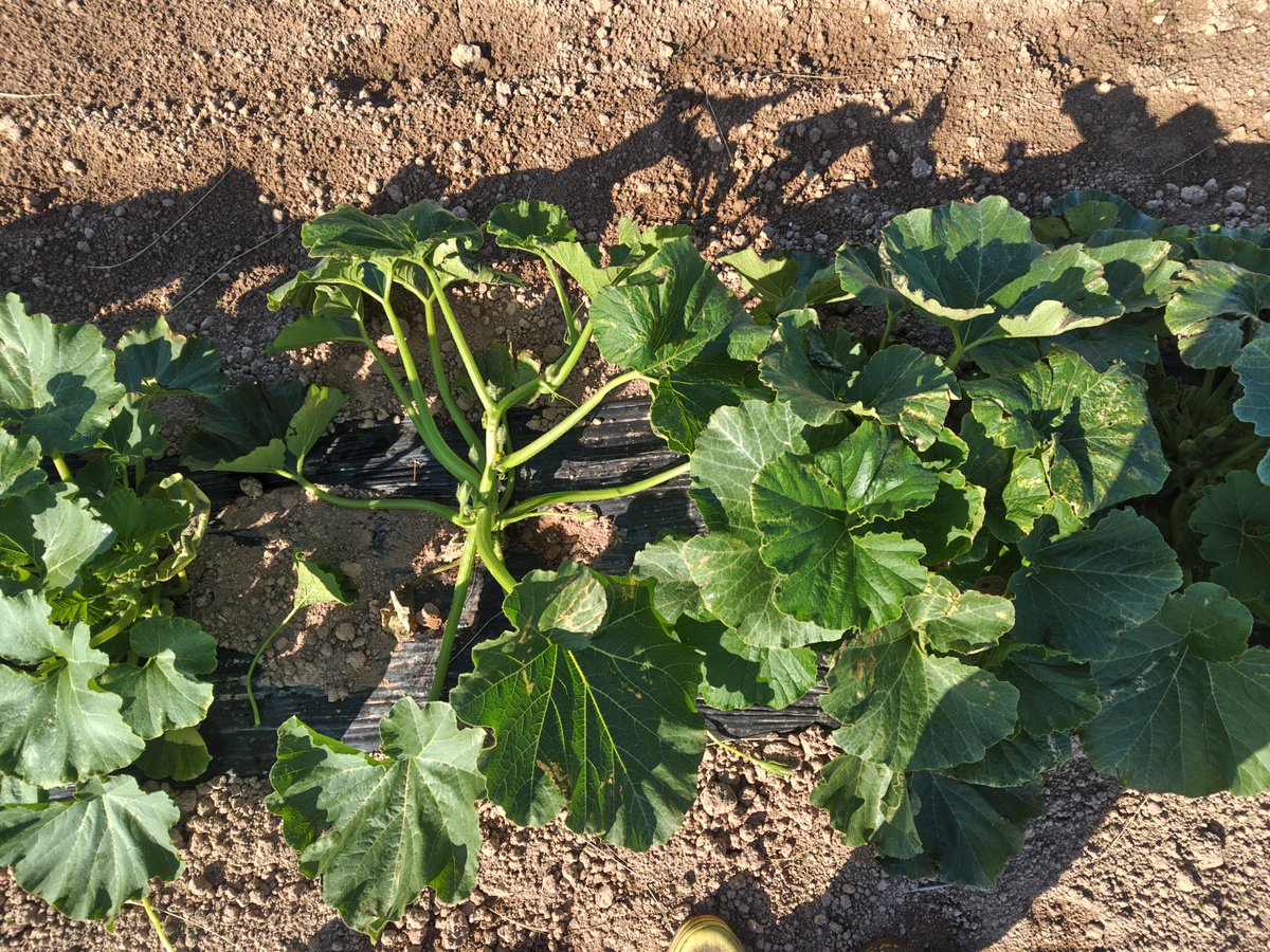 GoVegetar's tweet photo. 今日から脇芽かきです。パートの方々にじっくり指導して進めていきます。
これ、見慣れていないとどれを切除すればいいのかわからないんですよね。
で、残したい芽を摘むと、その株はおわりというリスク。
#豪族野菜 #豪族カボチャ #カボチャ #農業 https://t.co/RkKTvbw77M