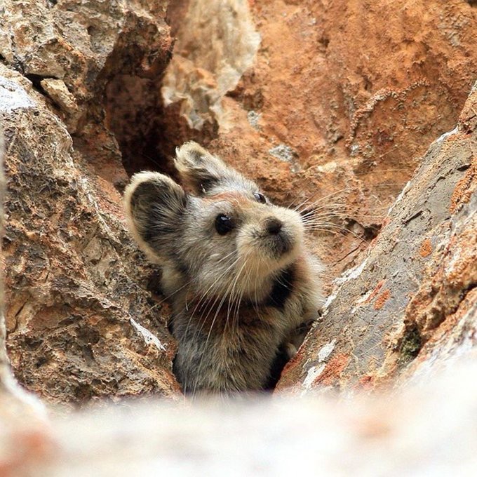 onedio's tweet photo. Dünyanın en nadir hayvanlarından biri olan, nesli tehlike altındaki Ili pika, 20 yılı aşkın süredir ilk kez fotoğraflandı. 

Çin’de 2014 yılında koruma uzmanı Li Weidong tarafından yeniden keşfedilen tür, uzun yıllar sonra yeniden görüntülendi. https://t.co/Ok8xGTFhGh
