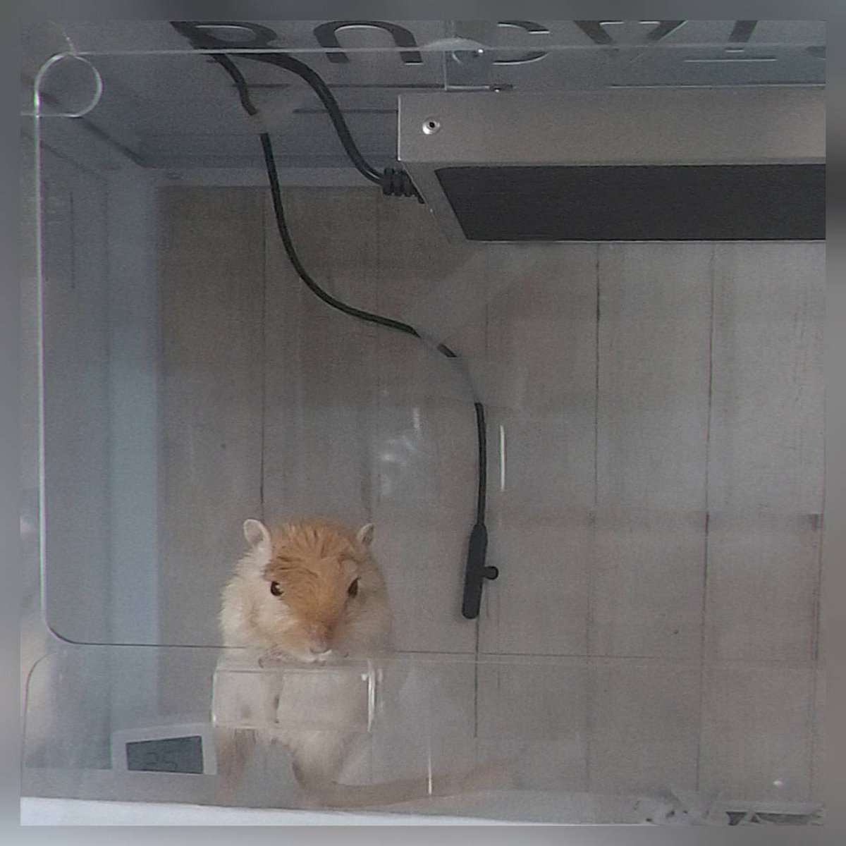 506_s's tweet photo. 5月頭から体調を崩して介護中のスナネズミ🐭一時瀕死になり3度の山を越えて何とか5月を生き抜き3歳10ヵ月になりました。不思議なことに今は食べる量も増えて少し活発になり心なしか顔つきも良い気が…。毎日定位置からこっちを覗いてる姿が見れて嬉しく思う😊 https://t.co/jRAjLhxsNl