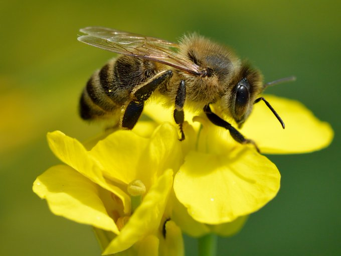 LunaGitana0333's tweet photo. Sabías que?   
 Las abejas pueden reconocer y recordar rostros humanos.    

Aunque sus cerebros son diminutos, con menos de un millón de neuronas, estos insectos poseen una capacidad visual sorprendente.   

Investigaciones han demostrado que las abejas pueden aprender a identificar patrones faciales humanos y recordarlos durante al menos dos días.    

Este reconocimiento no implica que las abejas comprendan lo que es una cara humana como nosotros, sino que perciben la disposición y configuración de los rasgos faciales como un patrón específico.   

Al entrenarlas con recompensas, las abejas pueden asociar ciertas imágenes faciales con estímulos positivos, demostrando una capacidad cognitiva más avanzada de lo que se pensaba.