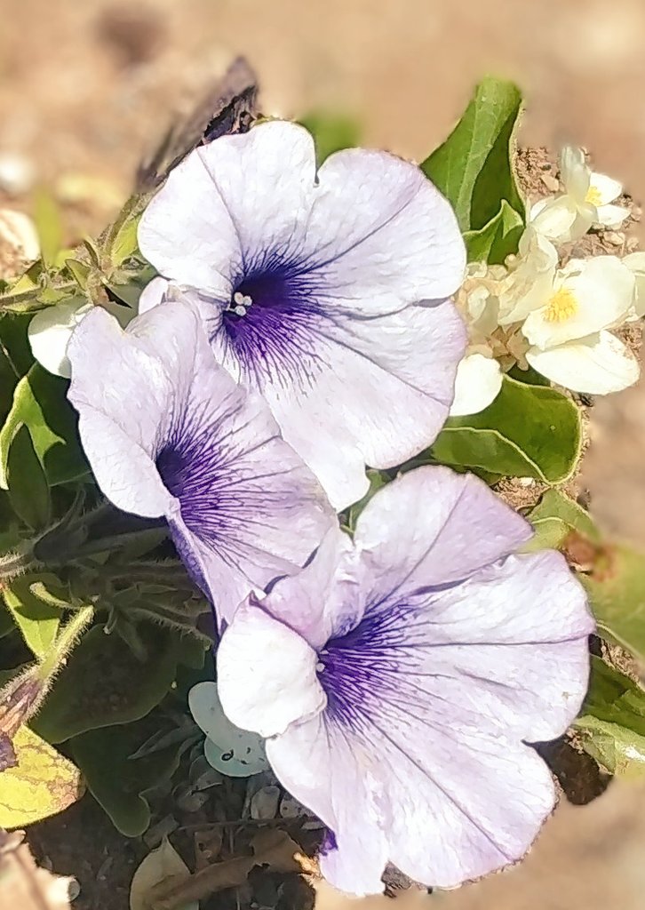 ٩(๑´0`๑)۶♬おっはよー♬ 月曜日𝐌𝐨𝐧𝐝𝐚𝐲ゆるりよろしくお願いします🐝