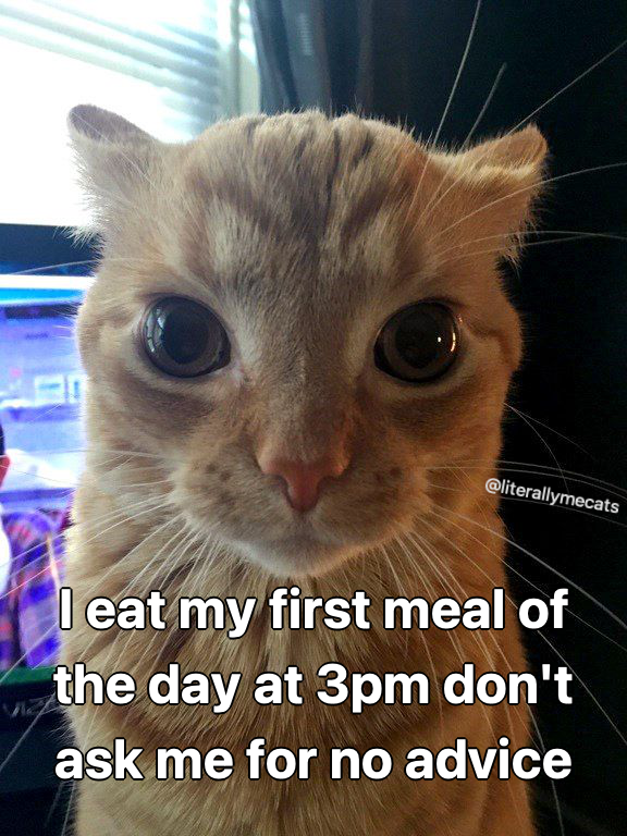 literallymecats's tweet photo. https://t.co/Slp17VIqk3