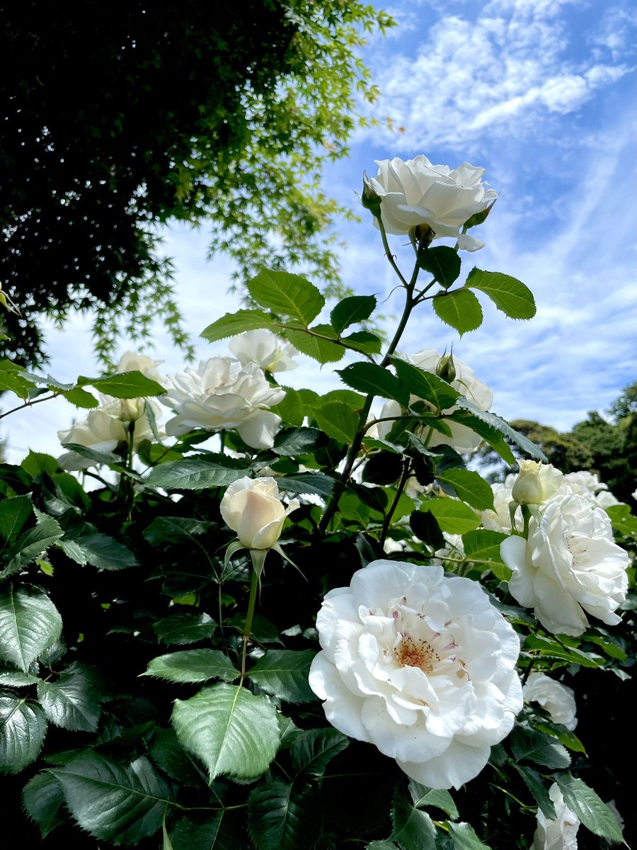 pi_blueyellow's tweet photo. おはようございます
今日から6月🌿
実習はあと少し！がんばろう https://t.co/WpXqLhM8kz