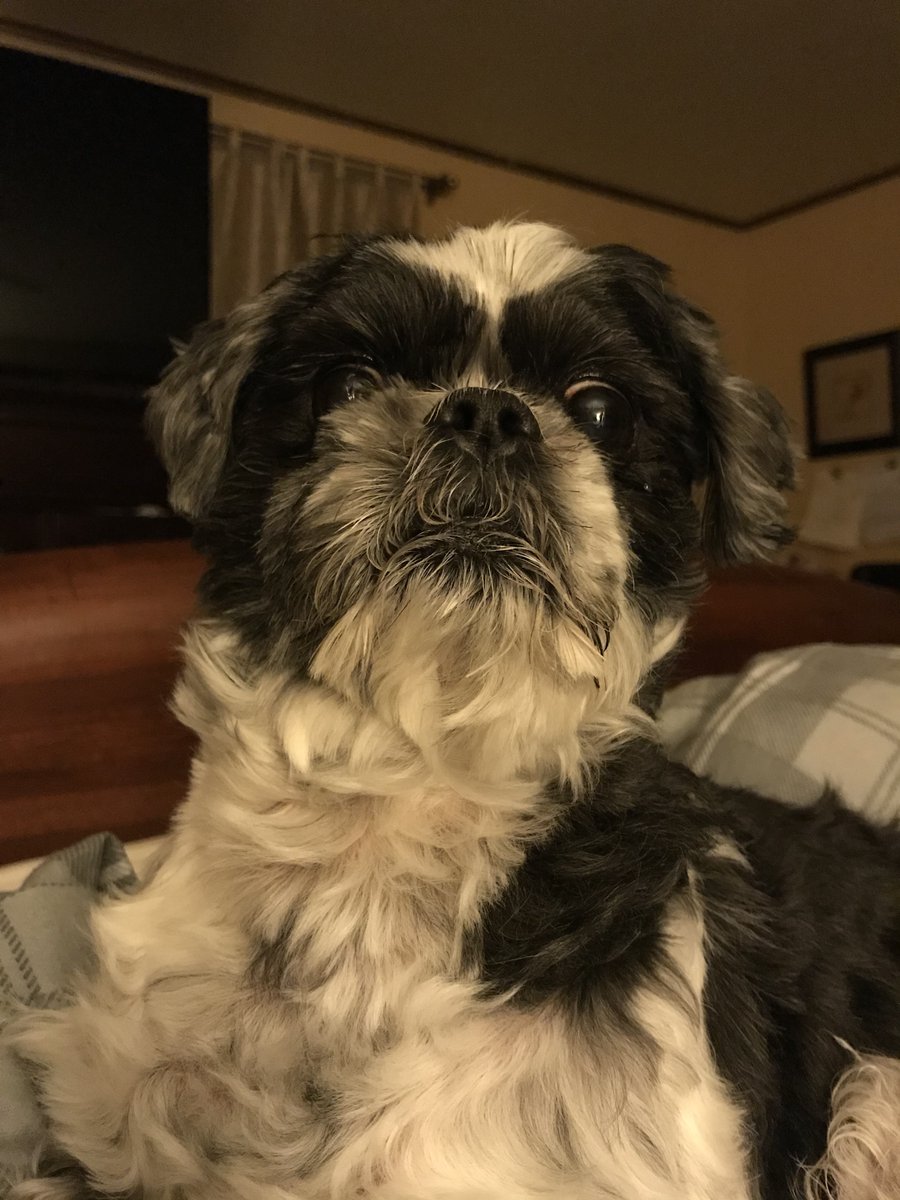 egakuning's tweet photo. RIP my other doggo of 15.5 years 🥺 twas a good run with them. im just glad he was able to leave peacefully 🥺🥺🥺 https://t.co/ZYEZTXO9Th