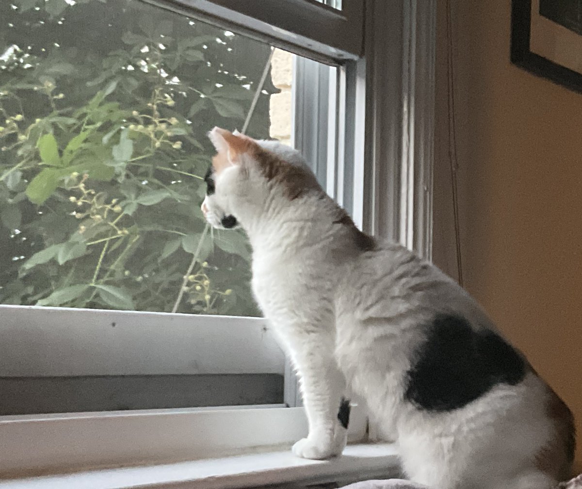 MarkCalabria's tweet photo. Someone has spotted a bird #Lila #cats https://t.co/gIfBTPfpir