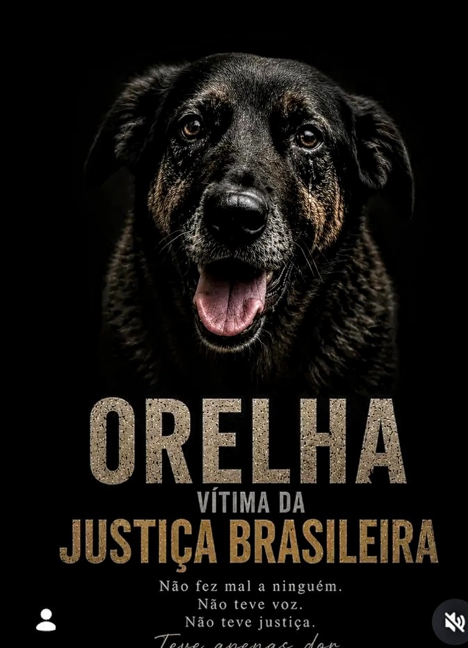 MaluFreire11911's tweet photo. Justiça Divina pelo Orelha ! 😔🙏😔🙏😔🙏🇧🇷🇧🇷 https://t.co/3d9iSKgHvv