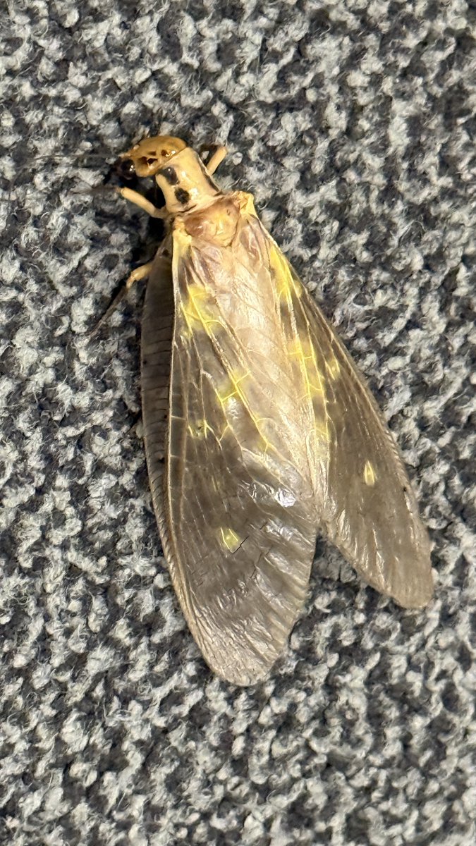 69kumamoto's tweet photo. 深夜帰宅。マンションのエントランスでヘビトンボがお出迎え。川が近いのでいろいろ虫がくる。最近、ケラを見ない。今夜はラジオです。#ヘビトンボ #69spirits #球磨焼酎 #rkkotona https://t.co/wB27SX0sPA