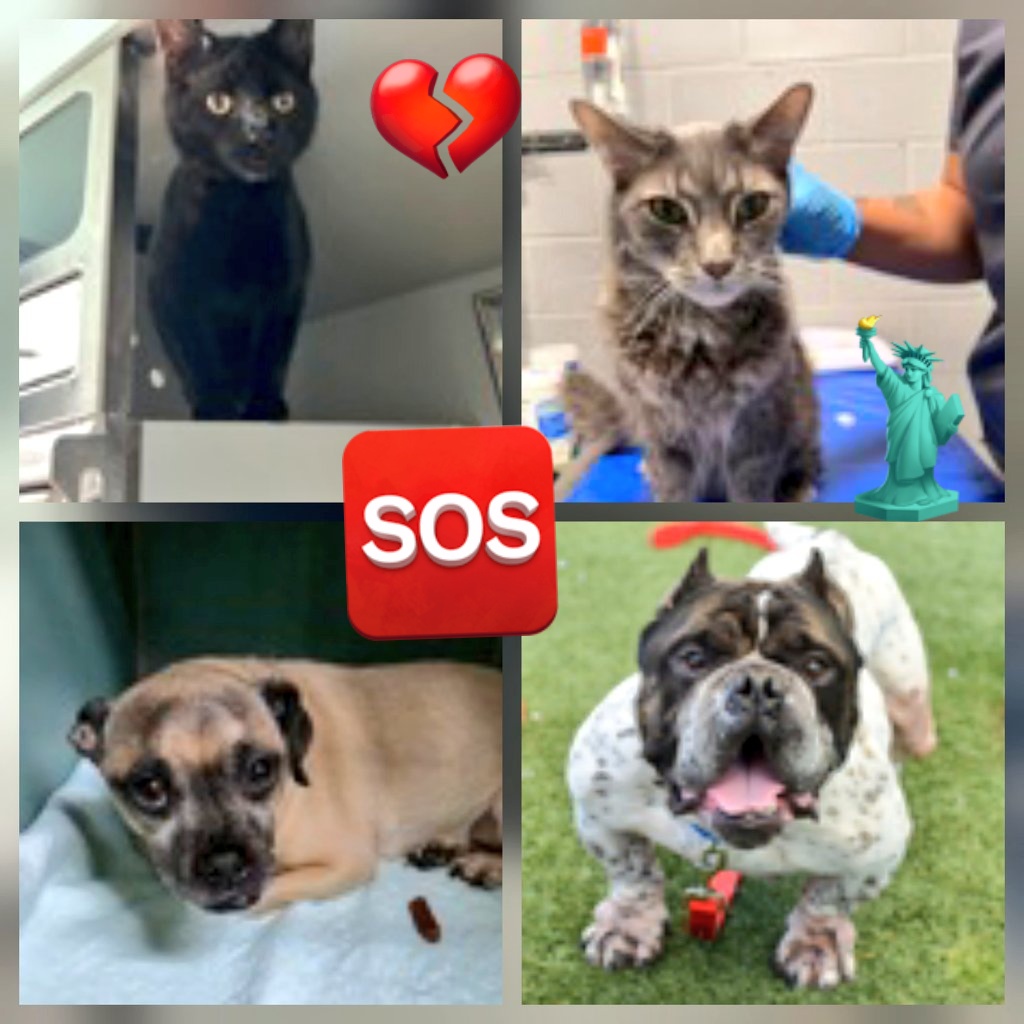 MeowMiya88's tweet photo. 📢🇺🇸🗽Please RT🚨 
38 #NYC #cats #dogs need to be rescued by 12pm Tues June 2⏳️ 
🆘️EUTH AT RISK BECAUSE ABANDONED🆘️ 
Adoption/Foster/Transport inquiries📲 
Adopt@nycacc.org MLDsavingnycdogs@gmail.com Nycurgentcats@gmail.com Info@amsterdog.org 
https://t.co/CoGBeXM38e https://t.co/Y7i7mGFOVi