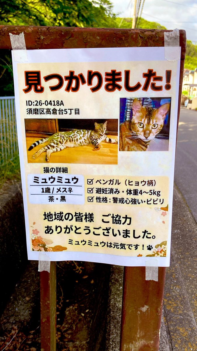 ミュウミュウでベンガルでヒョウの猫か